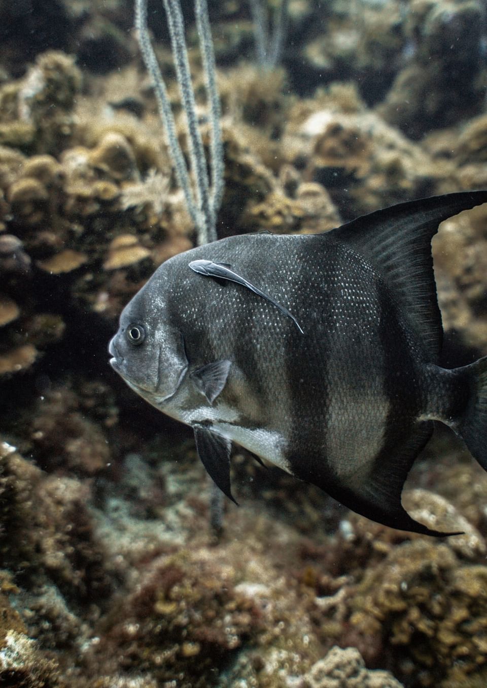 Close-up of a dark tropical fish near a reef at Barefoot Cay Resort & Marina