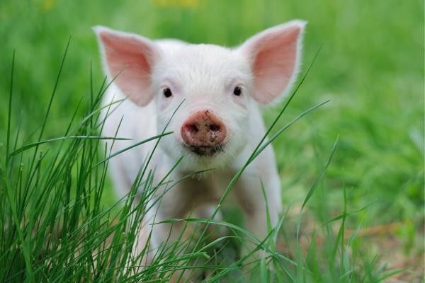 Image of a piglet at Bucklebury Farm and Deer Safari Park