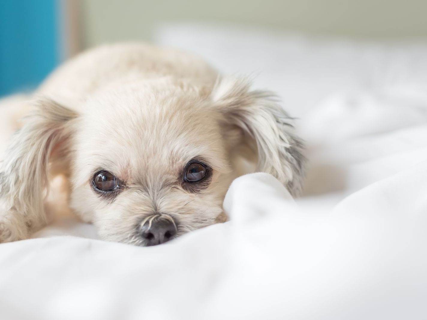 a small dog lying on a bed