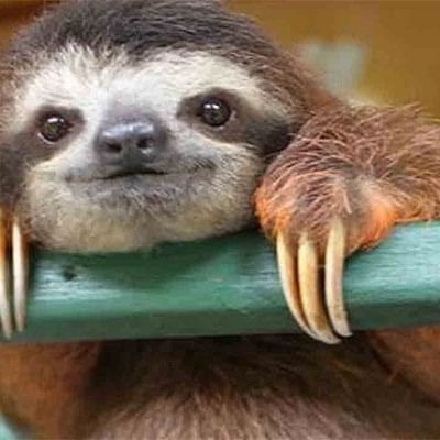 a sloth with its hands resting on a piece of wood
