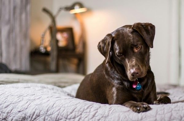 A brown dog sitting on a bed looking downward.