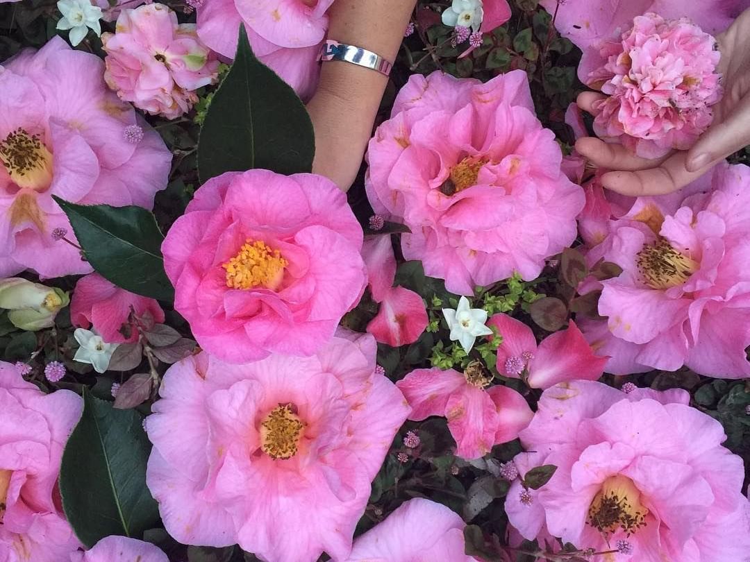 Pink Roses in Mendocino Gardens at Heritage House Resort