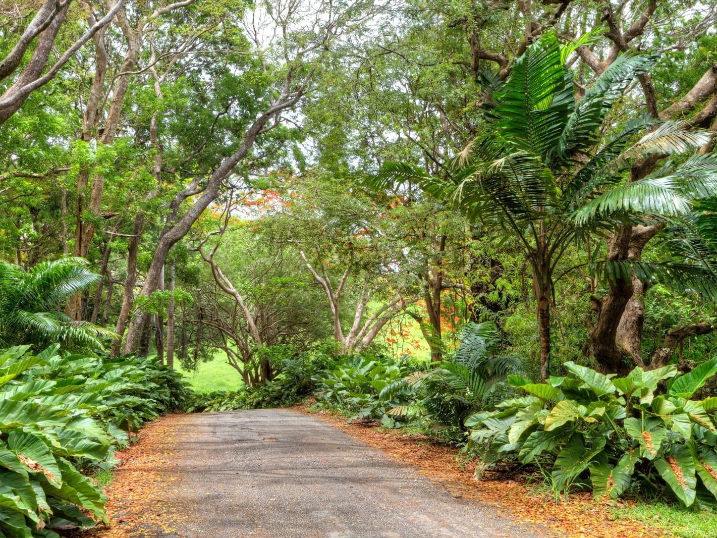 nature trail