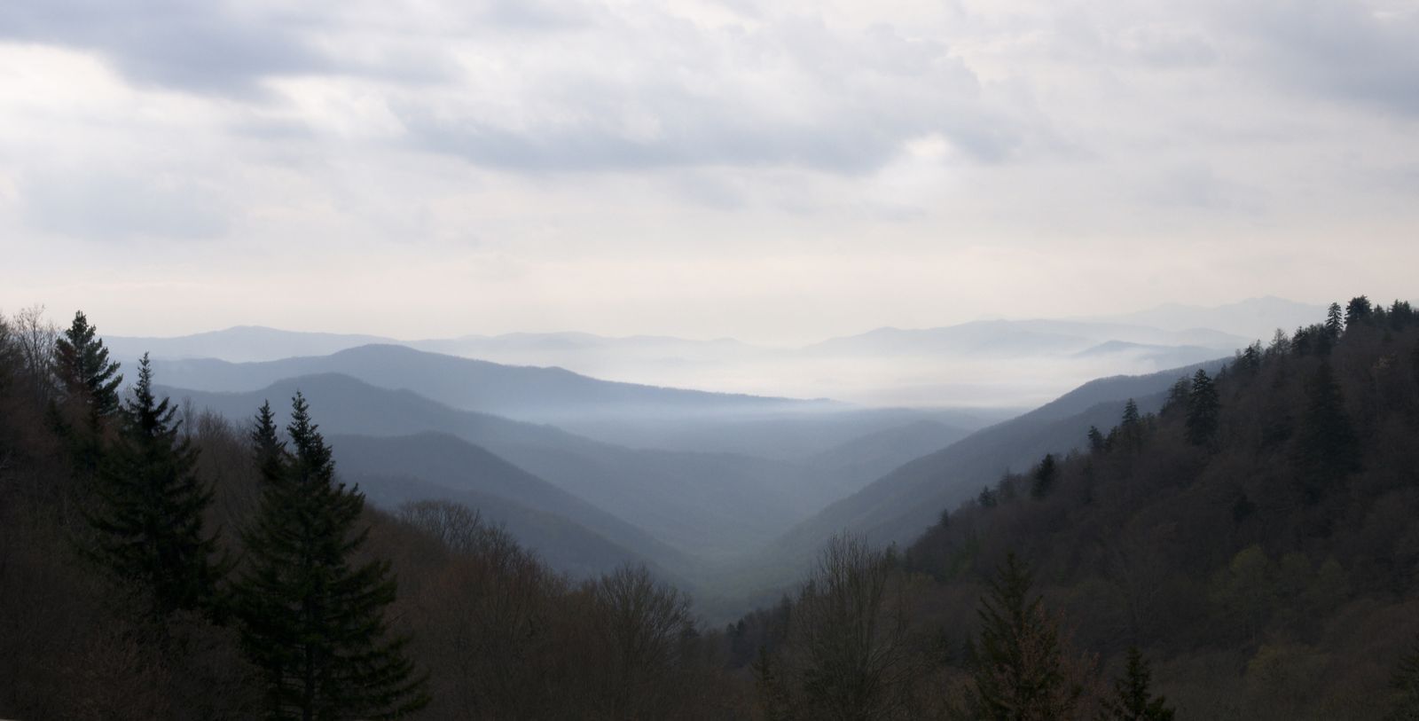 Mountain Tree Shot