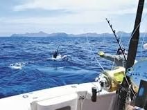 man pulling in large fish on boat