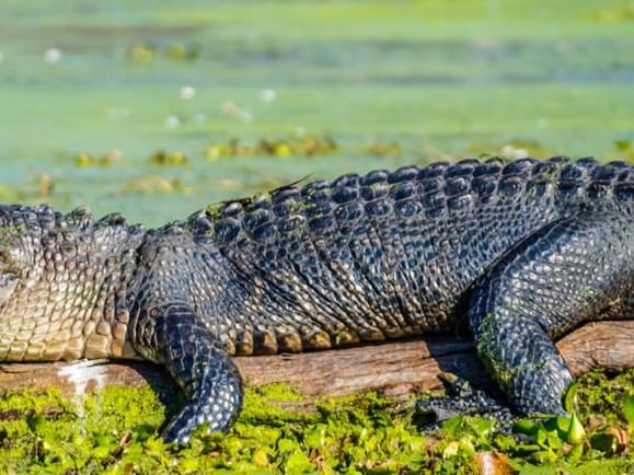 Alligator resting on a log at Gatorland near Lake Buena Vista Resort Village & Spa