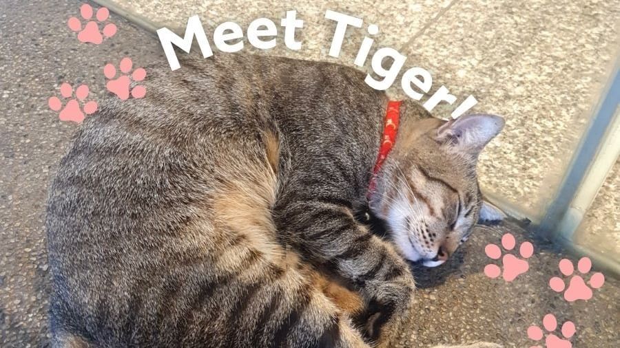 Gray tabby cat with red collar sleeping curled up on the floor with pink paw prints at Sunway Velocity Hotel