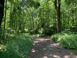 Tree lined walking path at Babcock Preserve near J House Greenwich