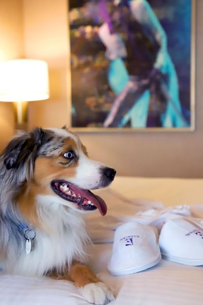 Close-up of a dog on the bed at E Central Downtown LA Hotel
