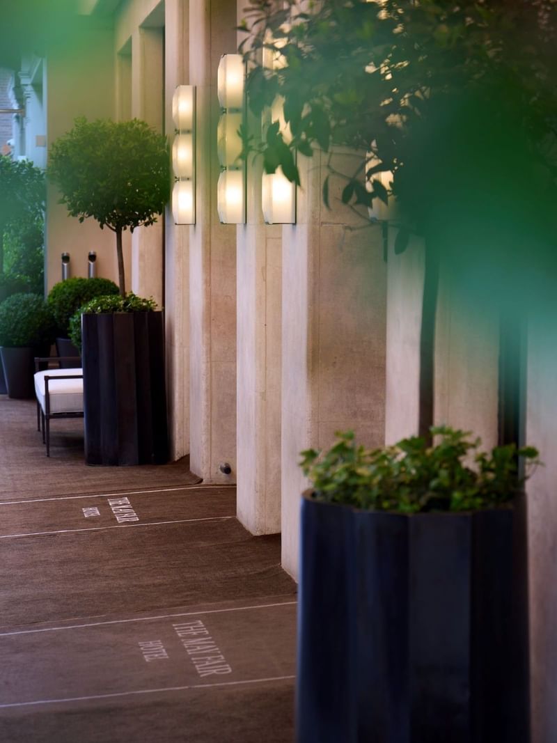 Green foliage in tall planters lines a walkway at The May Fair Hotel.