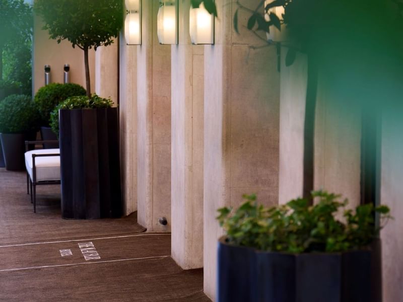 Green foliage in tall planters lines a walkway at The May Fair Hotel.