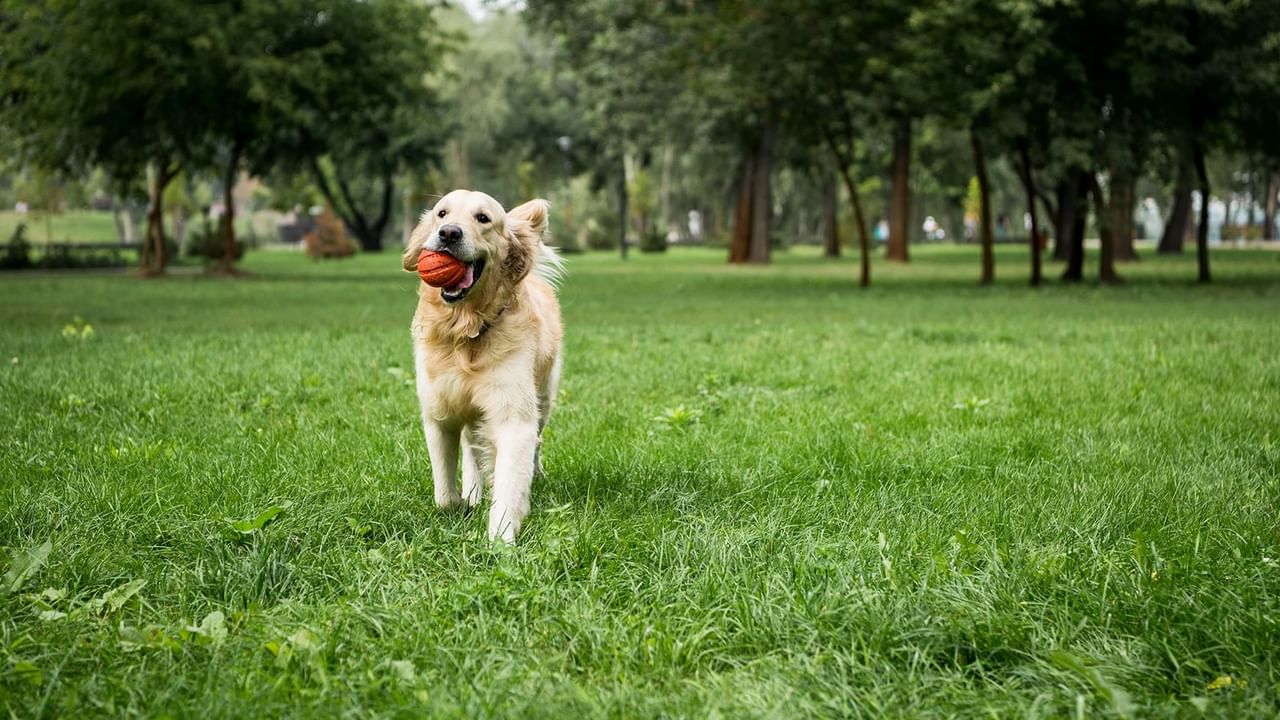A dog playing in the park