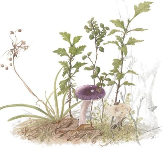 Drawing of unique fagus flora at Cradle Mountain Hotel