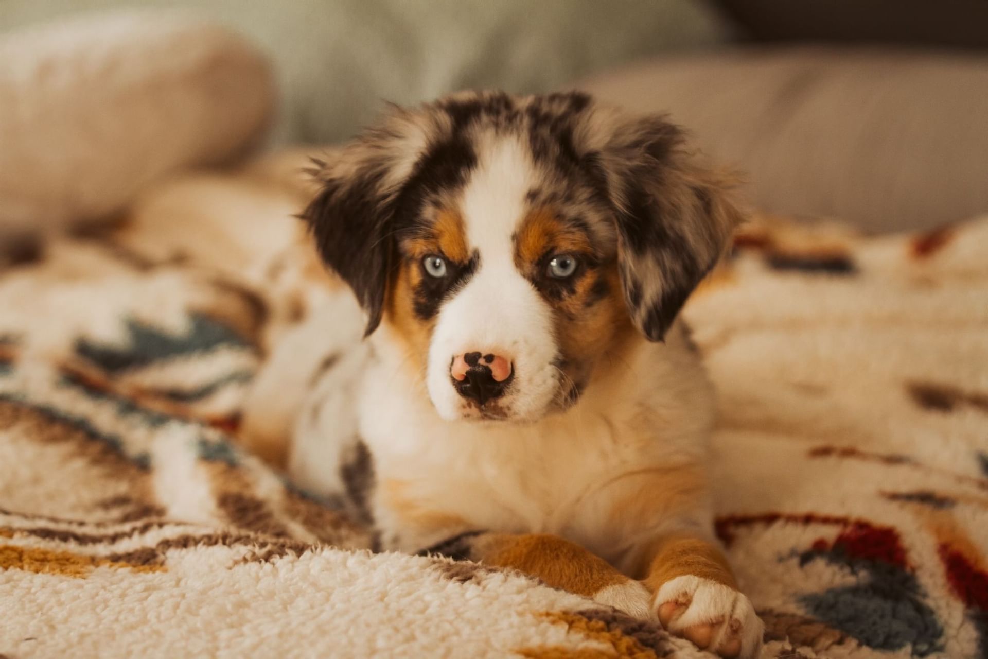 Pet Package