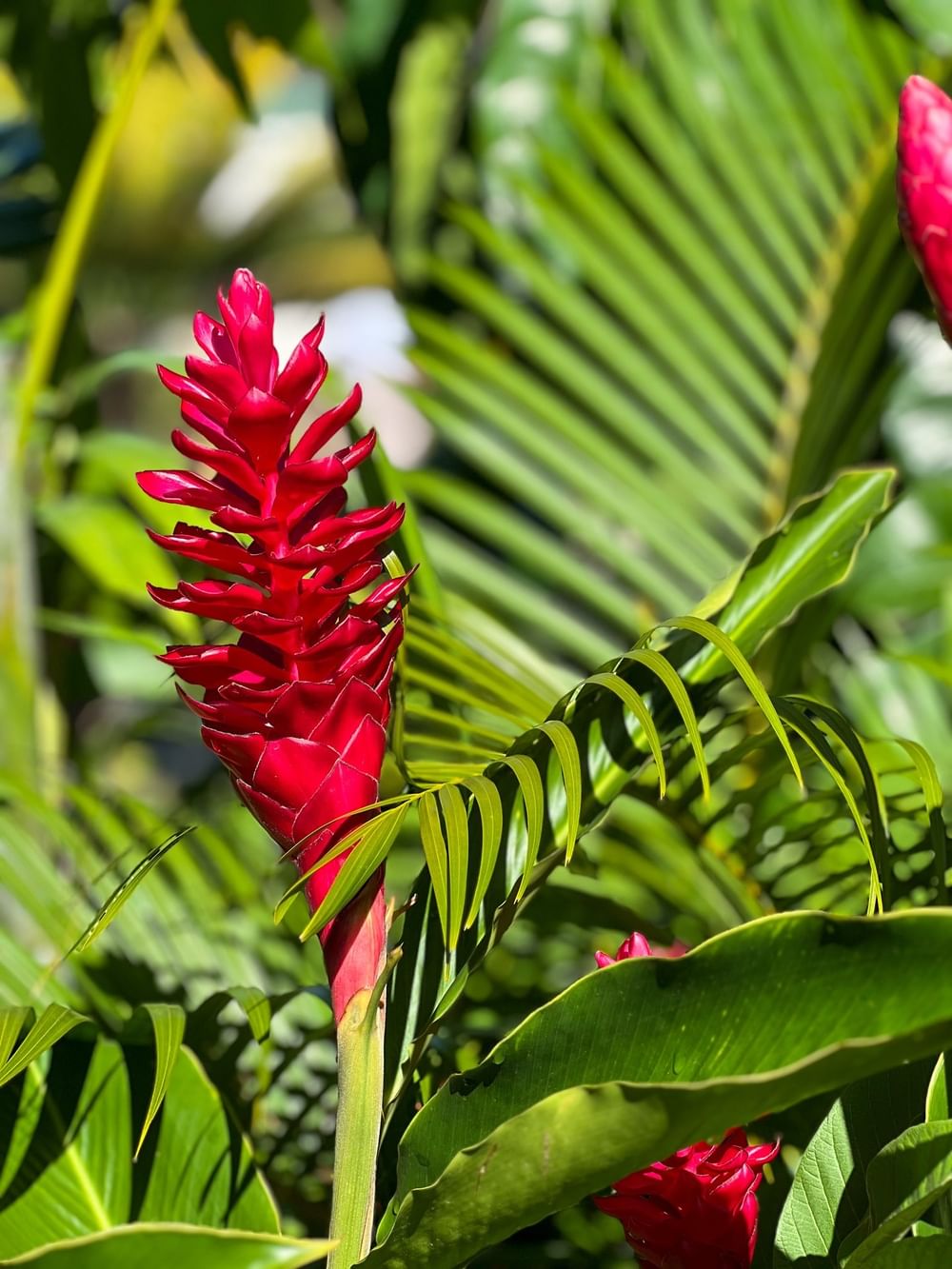 Bright red tropical flower among green leaves at Tokatoka Resort - Fiji International Airport in Nadi.