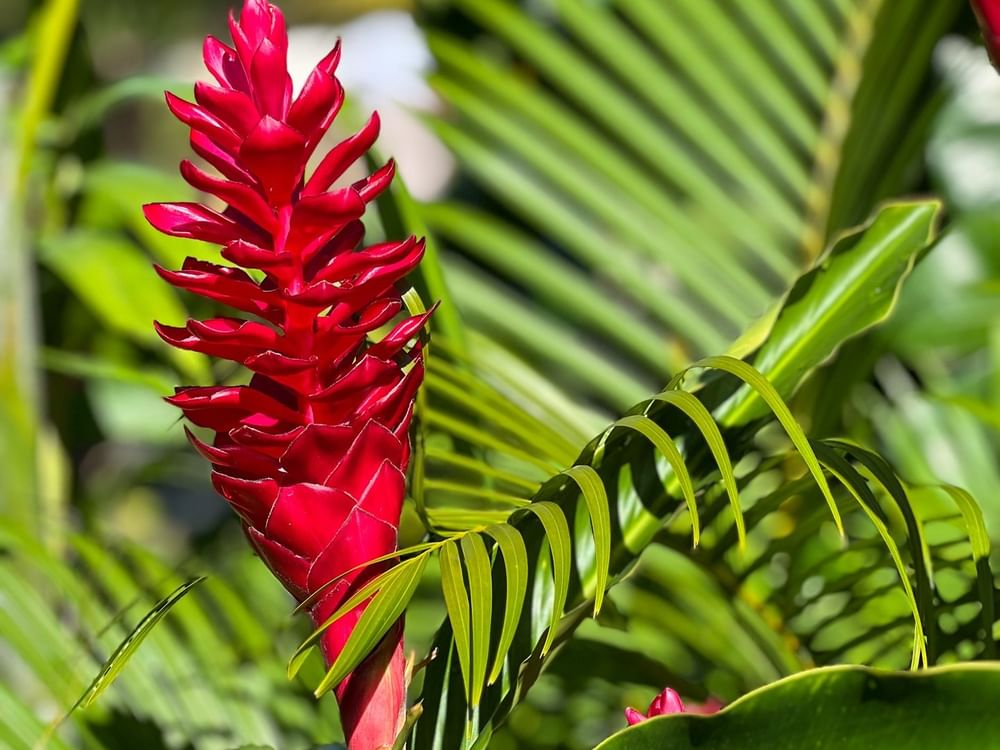Bright red tropical flower among green leaves at Tokatoka Resort - Fiji International Airport in Nadi.