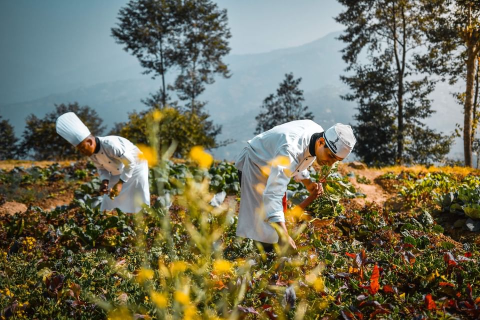 Two chefs harvest fresh vegetables in a lush garden with mountain views at The Dwarika's Himalayan Wellbeing
