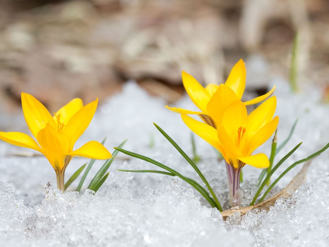 A Norwegian Easter | Stein Lodge Blog