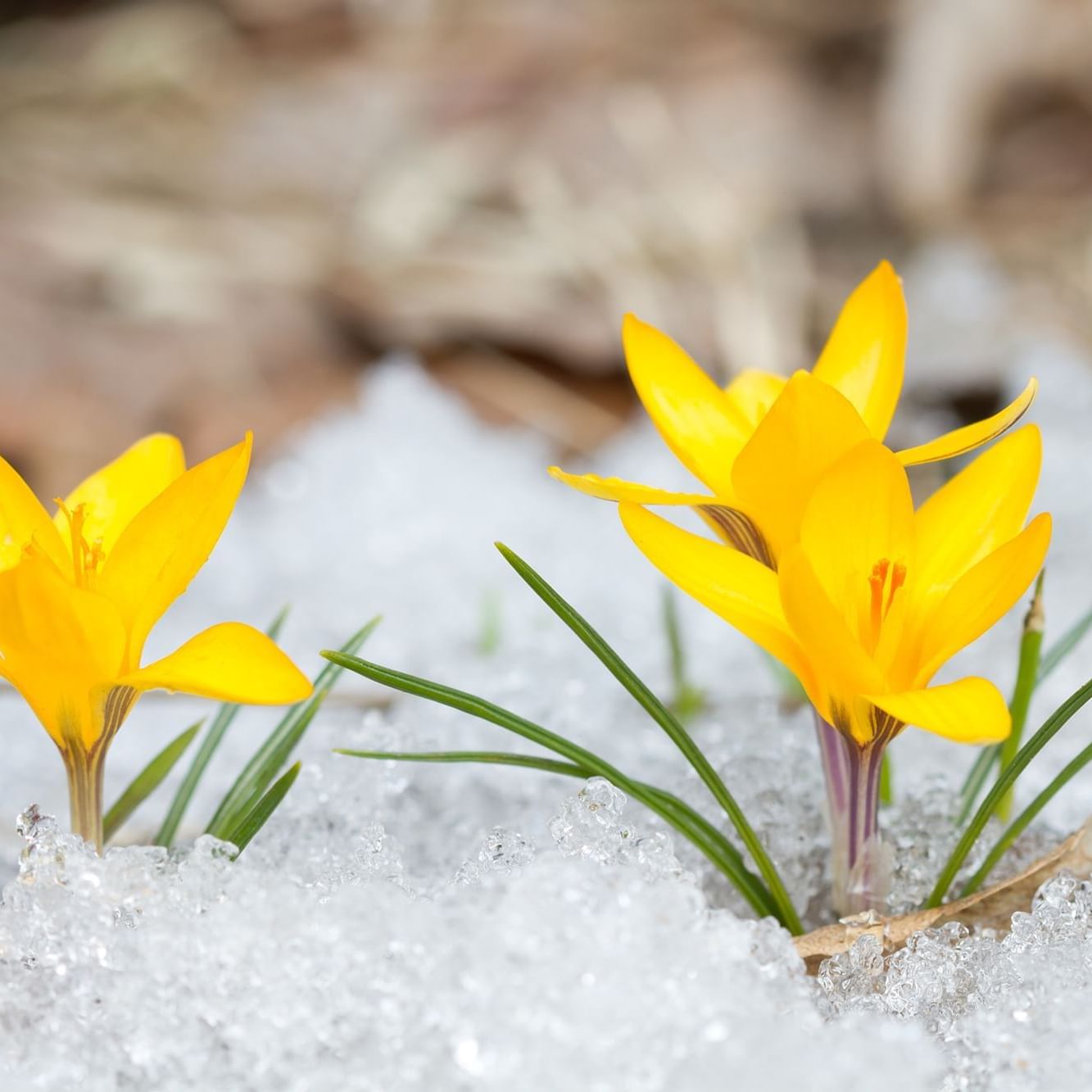 Closeup of two golden crocuses on the snow at Stein Lodge