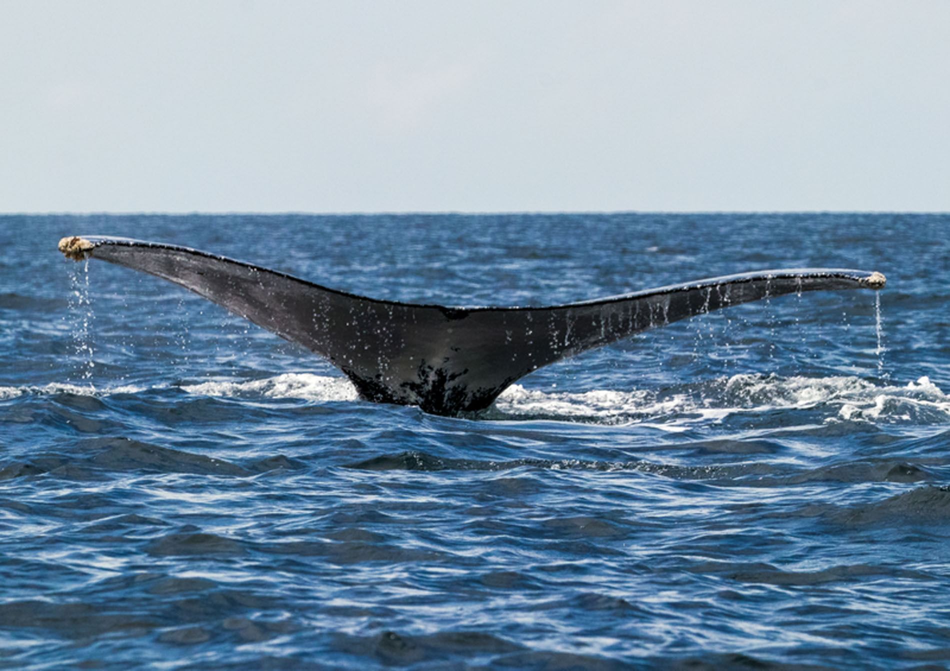 A humpback whale's fluke above the ocean surface near Playa La Barqueta