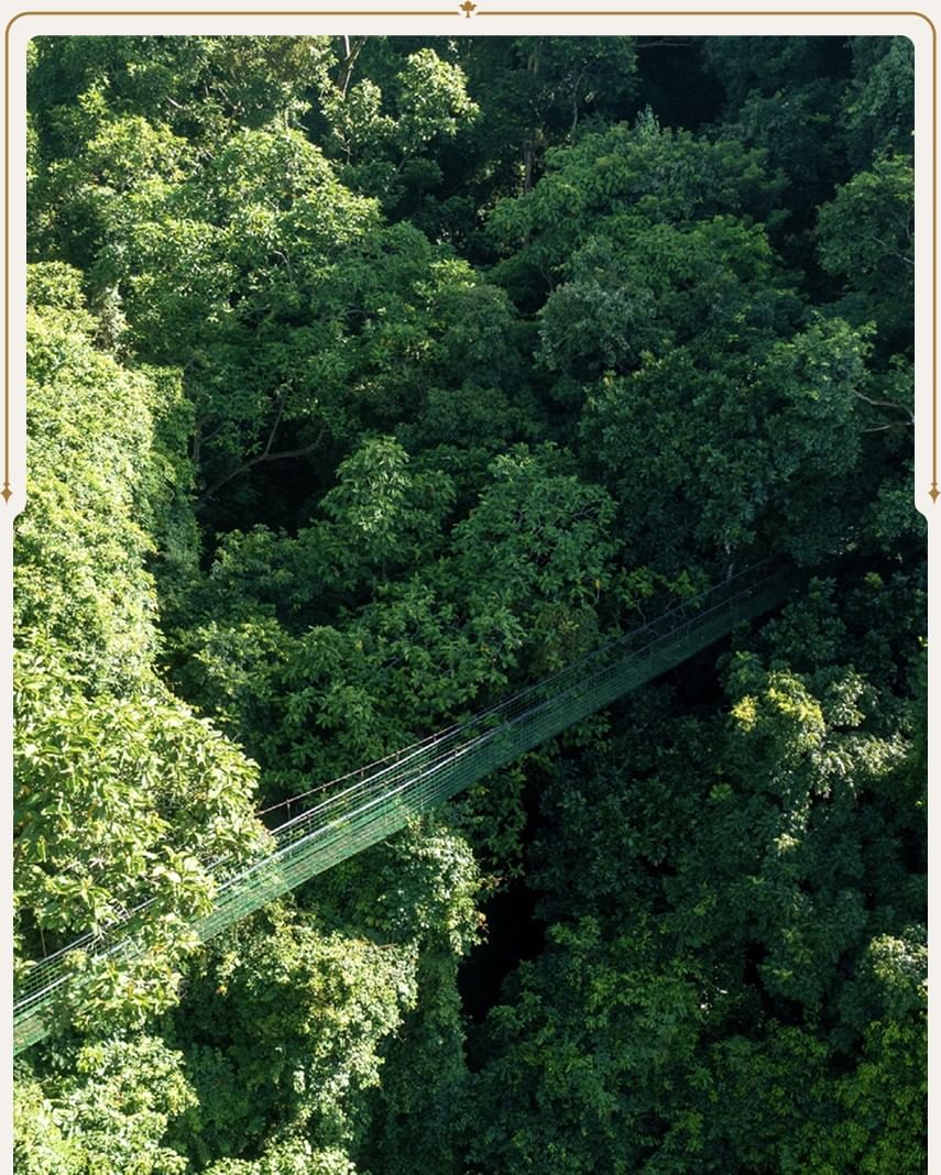 Bridge spanning a dense green jungle gorge below near Santa Lucia Jungle Hacienda