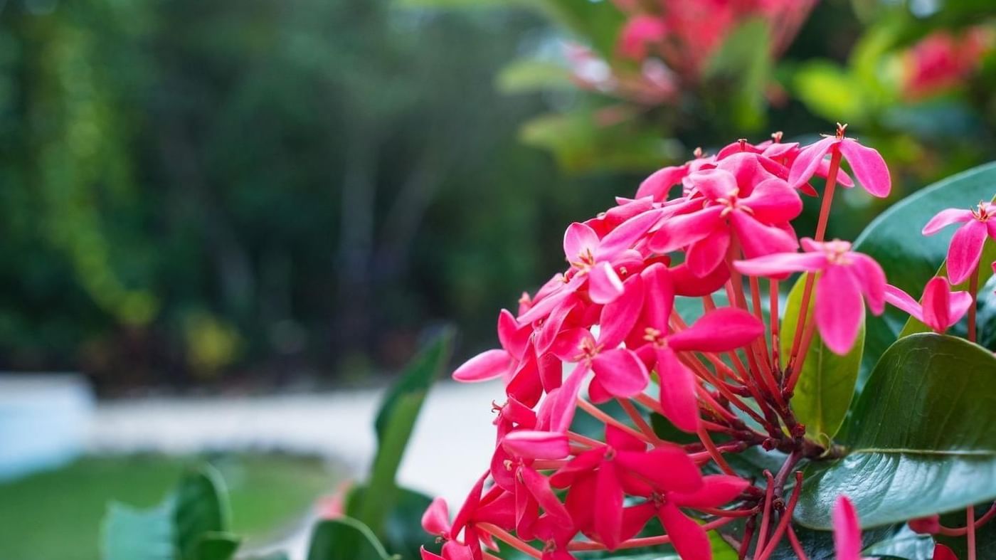 Close up on flowers in the forest near The Explorean Kohunlich