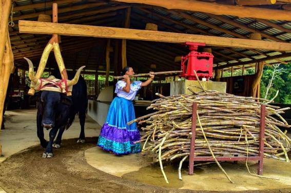 Lady working with a Sugar miller near Buena Vista Del Rincon