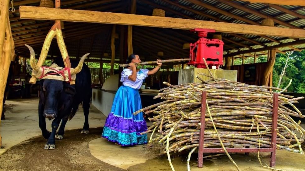 Lady working with a Sugar miller near Buena Vista Del Rincon