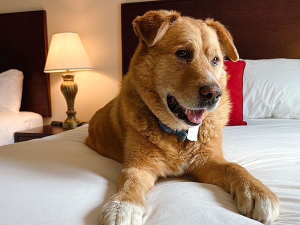 Dog laying on a bed