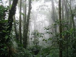 Bosque