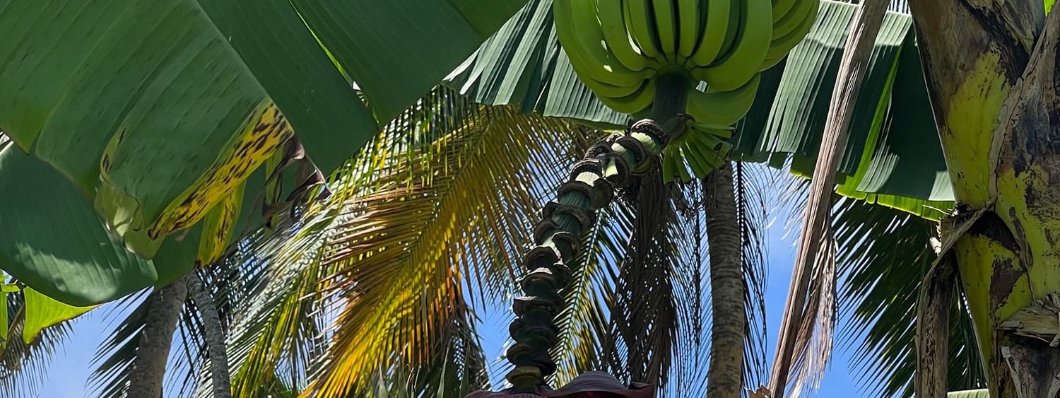 Bananas and flowers hanging from tree at Tambua Sands Beach Resort in Sigatoka