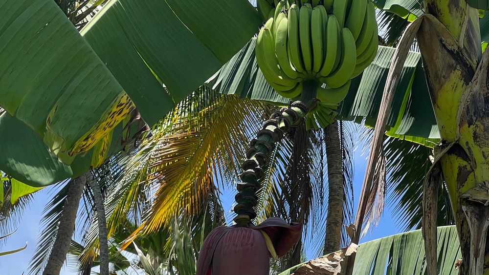 Bananas and flowers hanging from tree at Tambua Sands Beach Resort in Sigatoka.