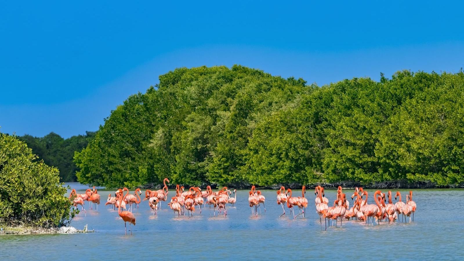 Flamingos by the beach near Grand FA Guadalajara Country Club