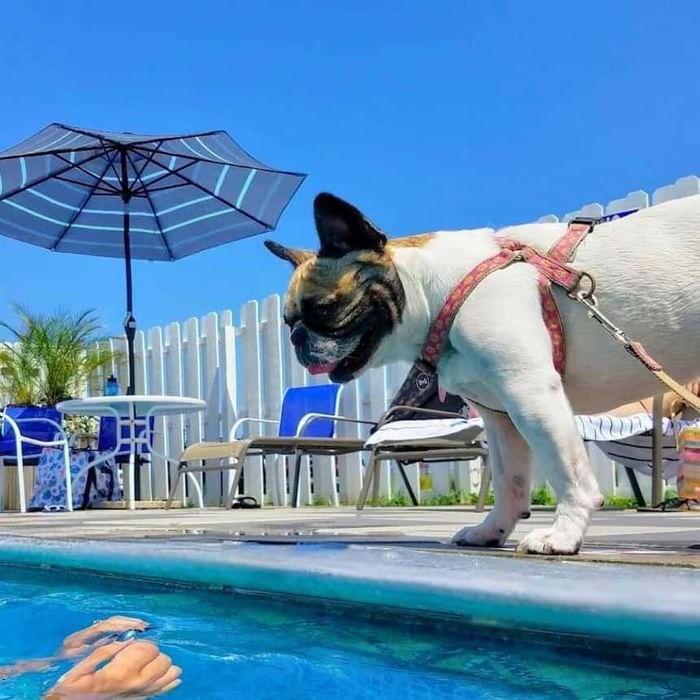 make a splash at the berkeley hotel