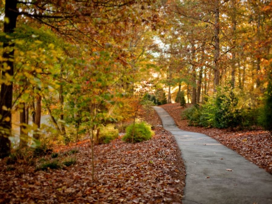 Serene pathway in the woods covered with fallen leaves at Umstead Hotel and Spa