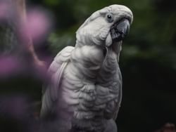 Cockatoo in Bloedel Conservatory near Paradox Hotel Vancouver