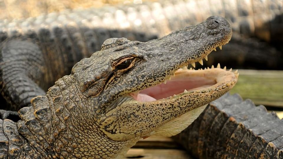 An Alligator in Gatorland near Legacy Vacation Resorts
