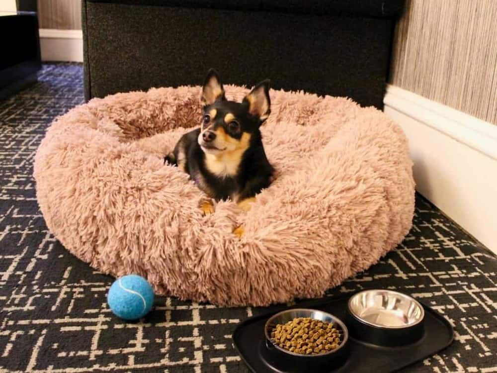 A small dog sits in a plush dog bed with a blue ball and two bowls of food and water.