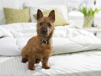 Terrier dog on bed in a room at Embassy Hotel & Suites Ottawa