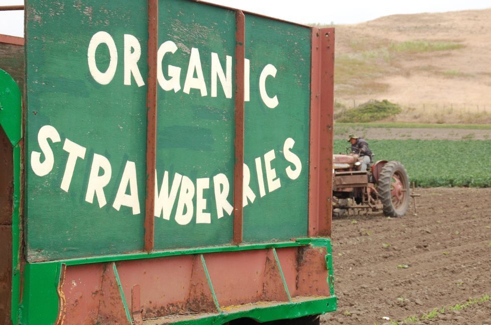 The Soil Association UK featuring a dump truck with the words Organic Strawberries on the rear