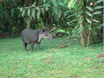 Baird's tapir near the Rio Celeste Hideaway