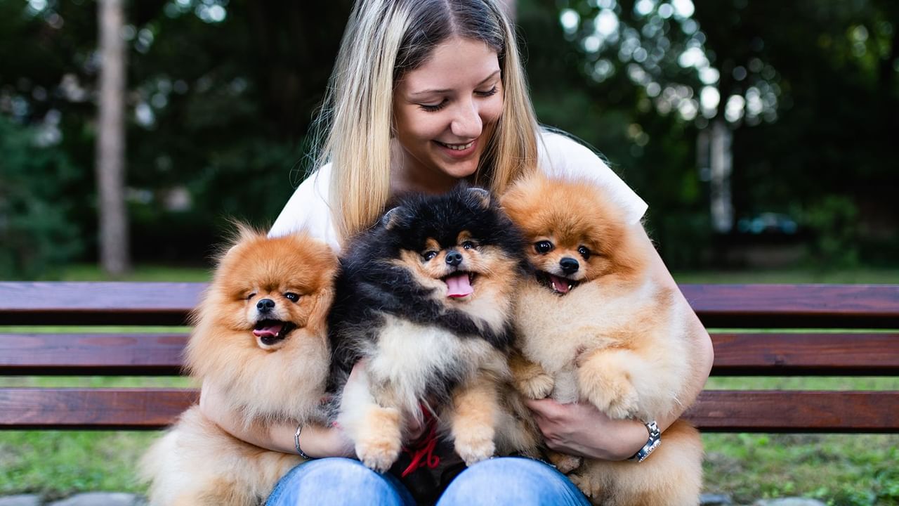 girl sitting on park bench with three Pomeranians