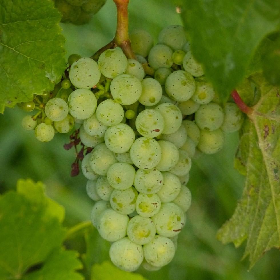 Close-up view of juicy fresh green grapes hanging on a vine with lush green leaves around Falkensteiner Hotel Schladming
