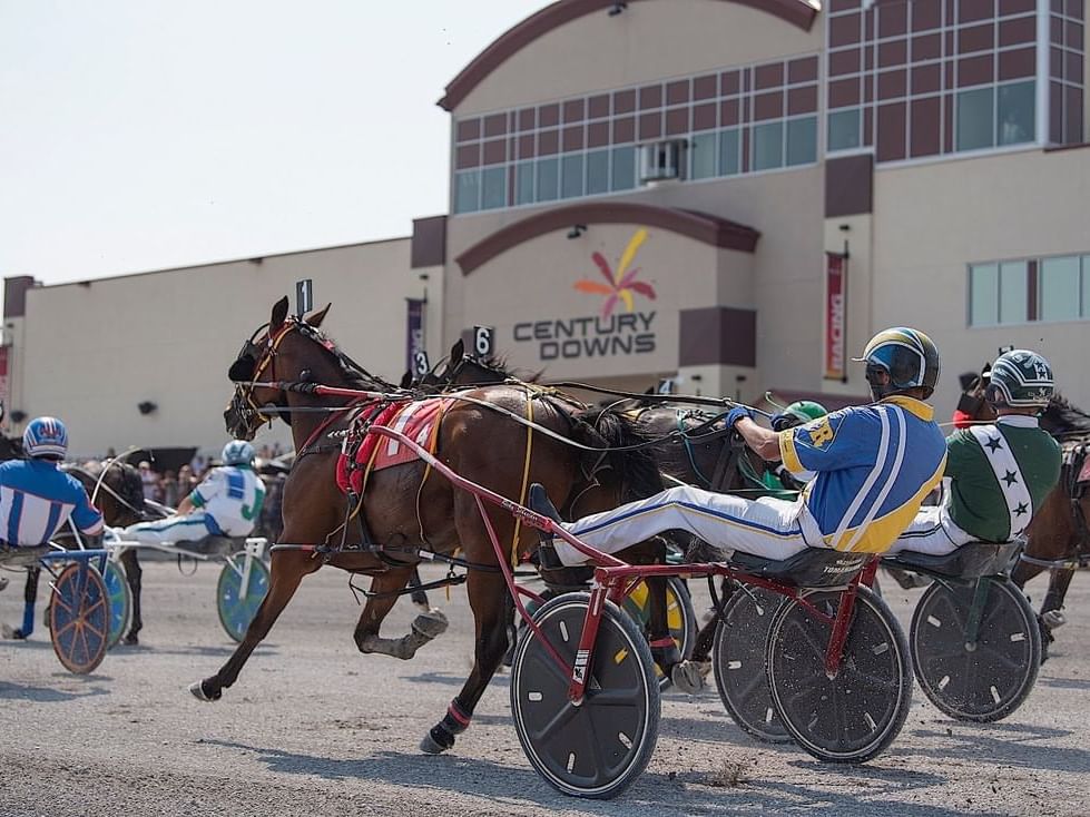 Horse races in Calgary Stampede near Hotel Clique Calgary