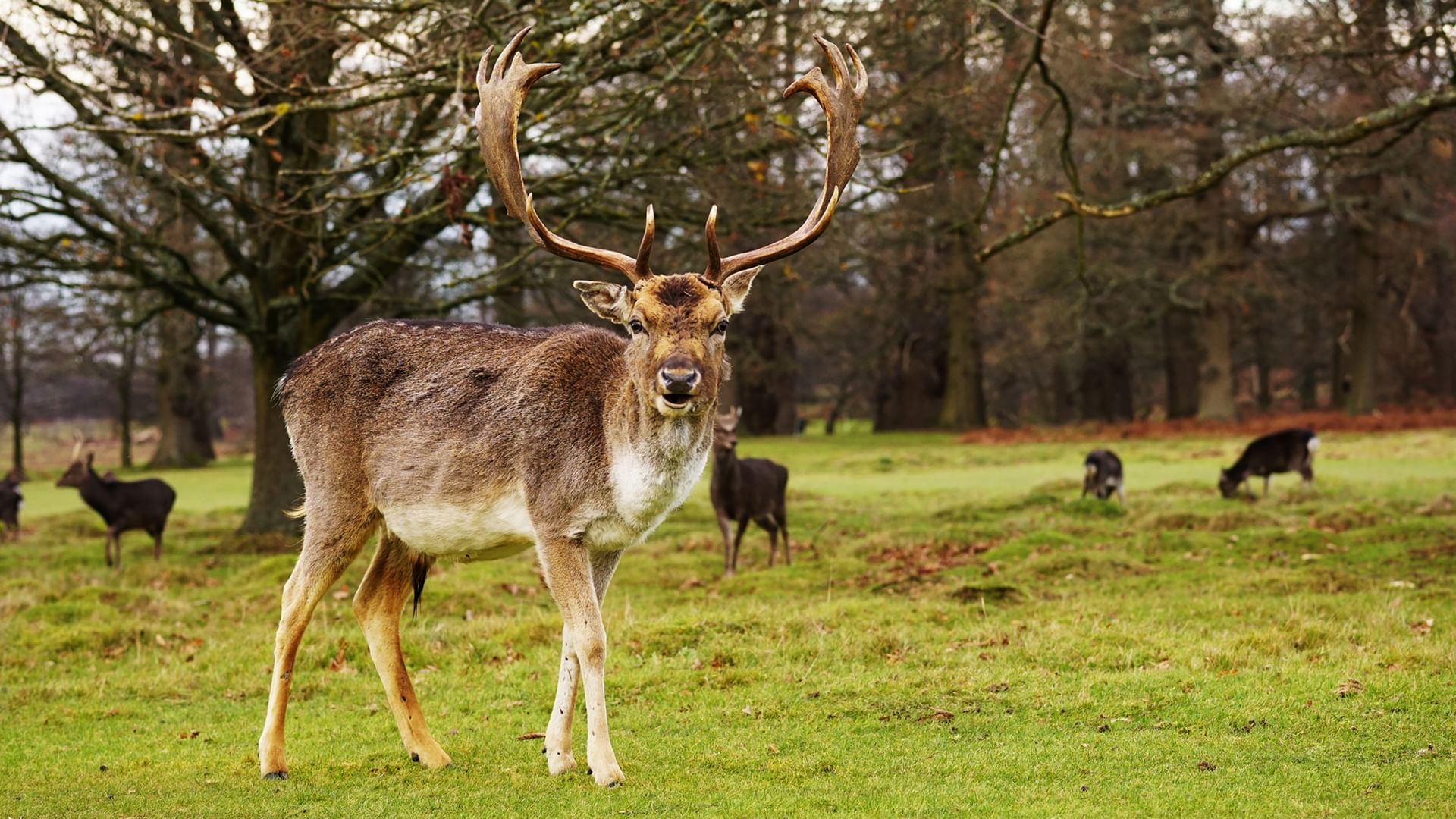 Group of deers eating grasses in Village Hotels Maidstone