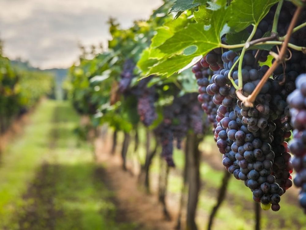Close-up of grapes at La Redonda Vineyards near La Colección