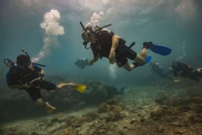 A group of divers swimming in the sea near Heron Island Resort