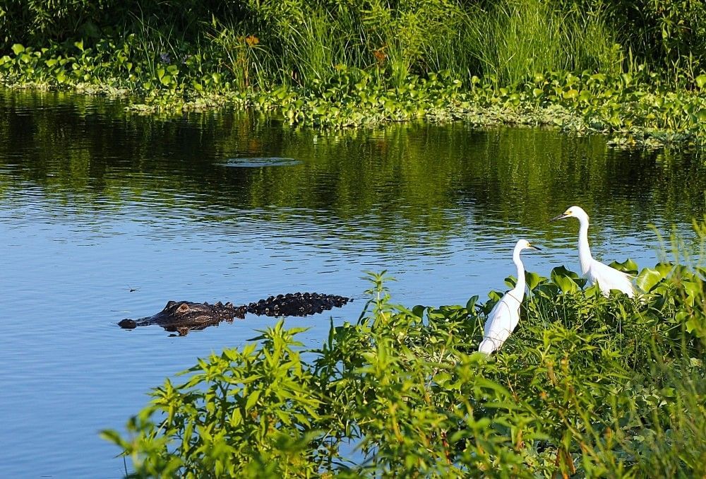 An alligator floats just at the surface of a body of water while two long-necked birds stand in a grassy area nearby.
