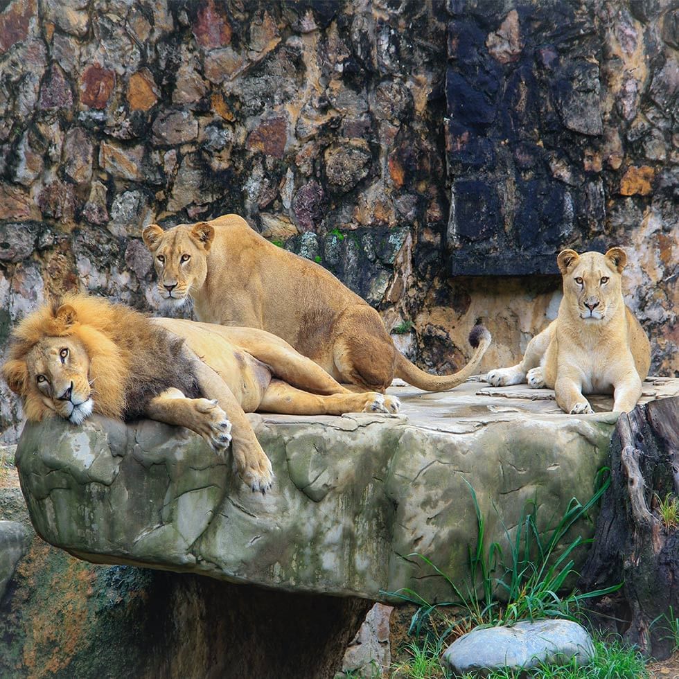 Lions resting in the Prague Zoo near Falkensteiner Hotel Prague