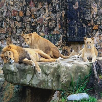 Lions resting in the Prague Zoo near Falkensteiner Hotels